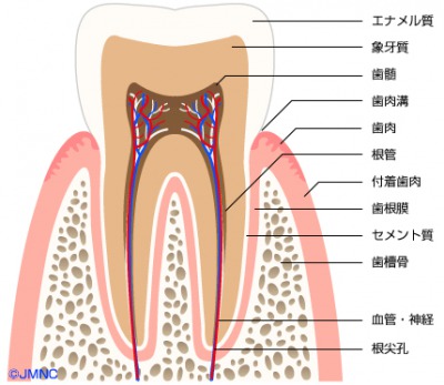 歯の構造図